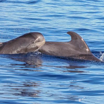 Pressefoto Delfine Vor Der Kste Madeiras Pa259471 Avncc