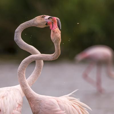 Kaiser Drogiute Rger Bei Flamingos A