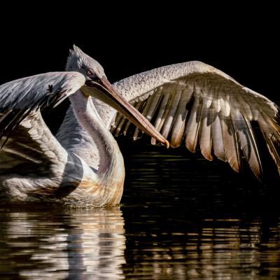 Utzig Fell Dagmar Pelican A