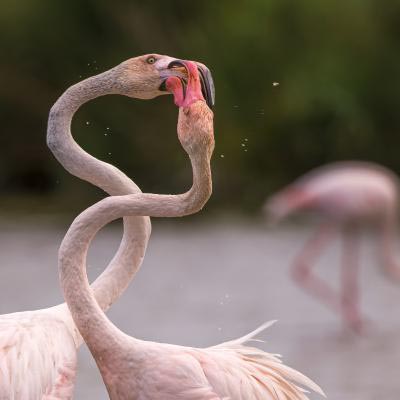 Ukaiser Drogi Flamingo Kabbeln