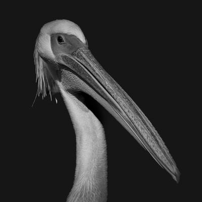 Dagmar Utzig Fell Pelican