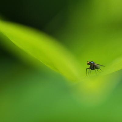 Udo Stamm Little Fly In A Green World