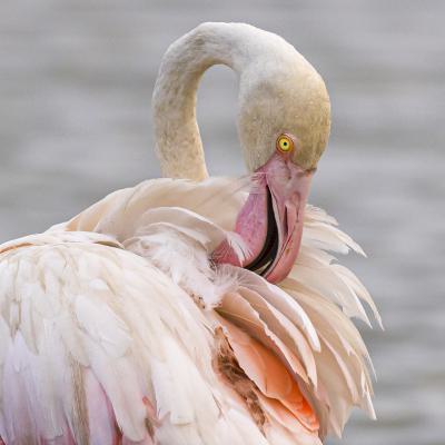 Ute Kaiser Drogi Nature Flamingo Pflege
