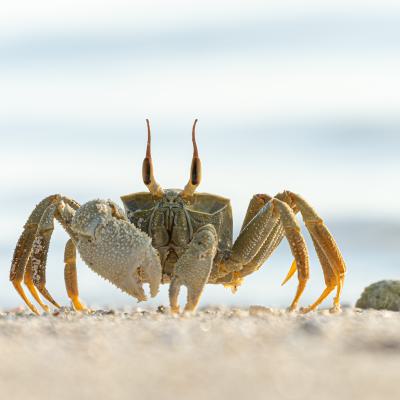 Lafo 2023 Gesine Szurman Crab Is Coming Urkunde