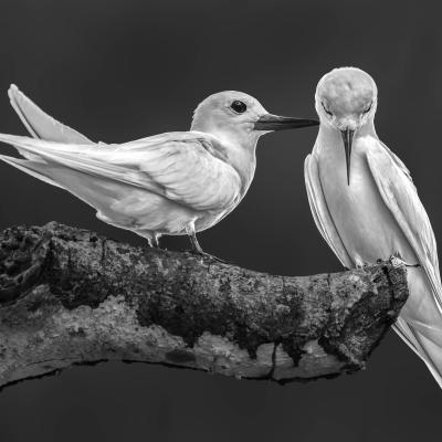 Gesine Szurman Couple Of Fairy Terns