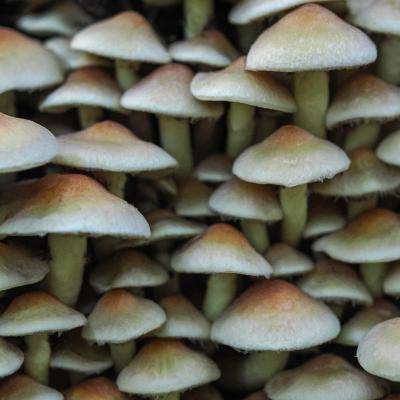 Natur Und Makrogruppe Pilze Satt